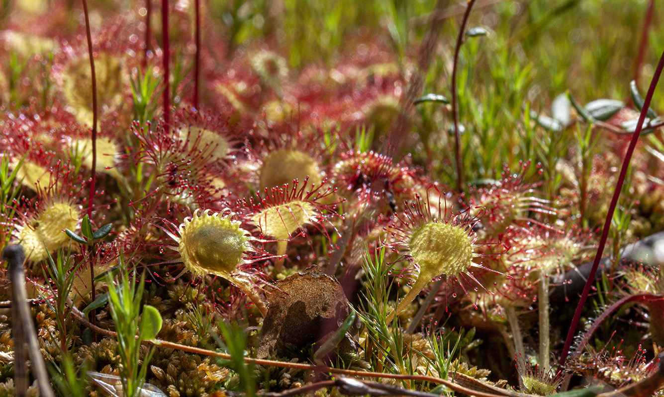 Изображение особи Drosera rotundifolia.