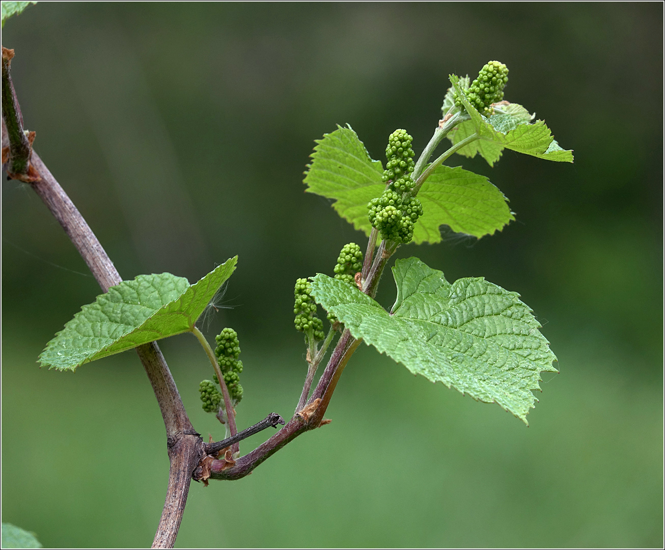 Изображение особи Vitis amurensis.
