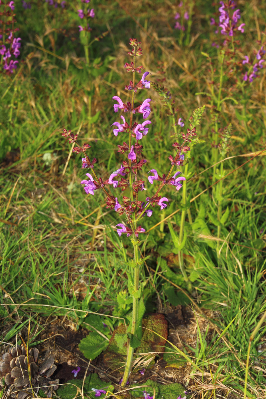 Image of Salvia virgata specimen.