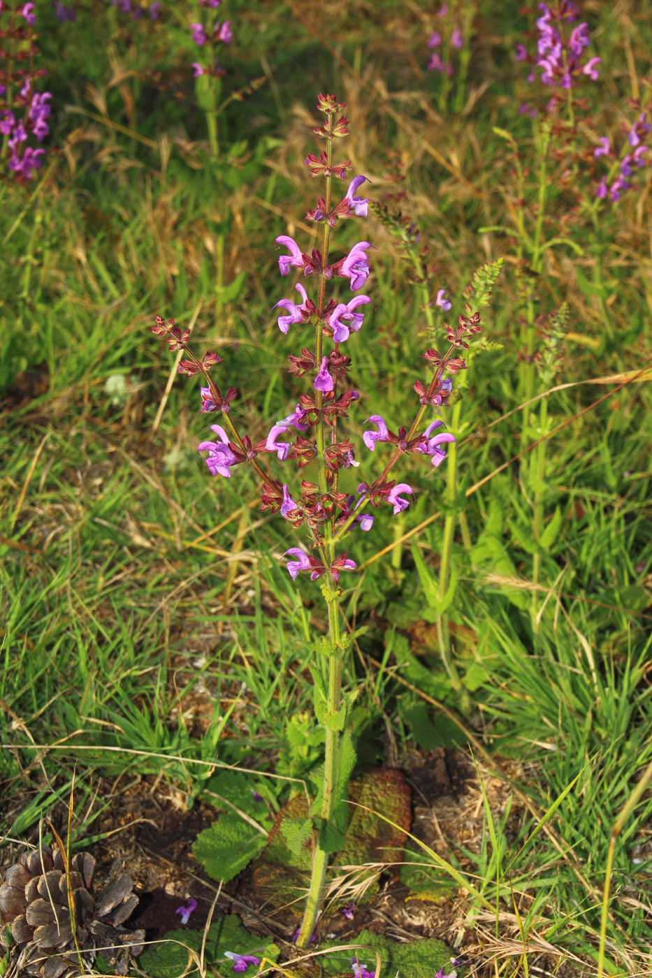 Изображение особи Salvia virgata.