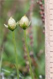 Parnassia palustris. Верхушки побегов с незрелыми плодами. Мурманская обл., п-в Рыбачий, побережье Большой Волоковой губы севернее м. Коровий, берег ручья, разнотравный приморский луг. 29.07.2020.