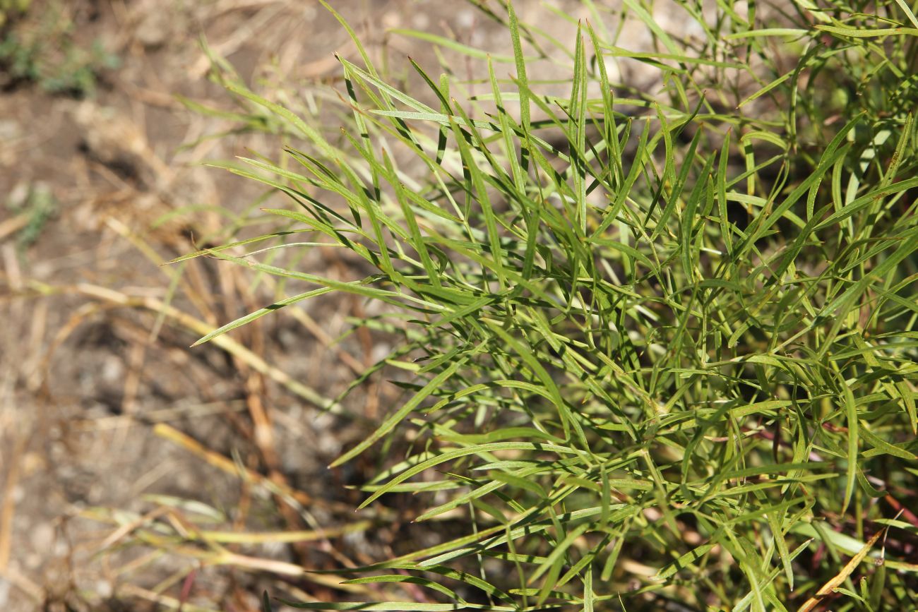 Image of Peucedanum morisonii specimen.