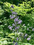 Polemonium chinense