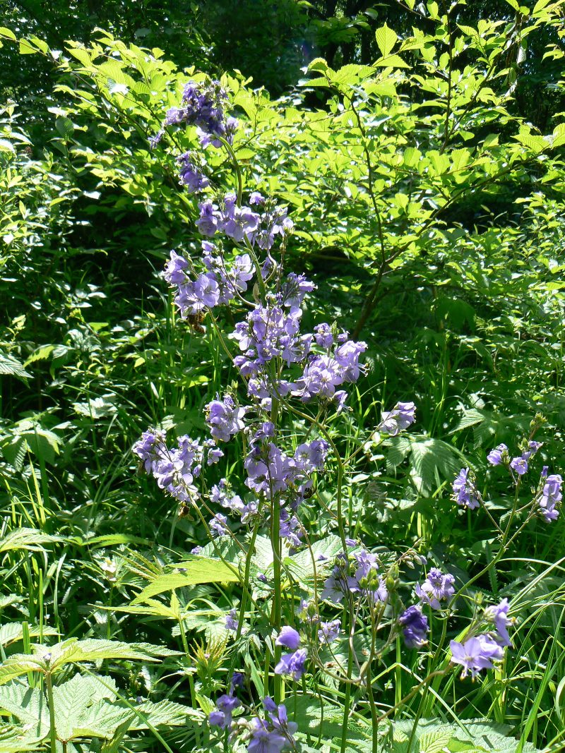 Изображение особи Polemonium chinense.