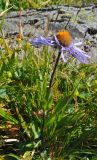 Erigeron flaccidus