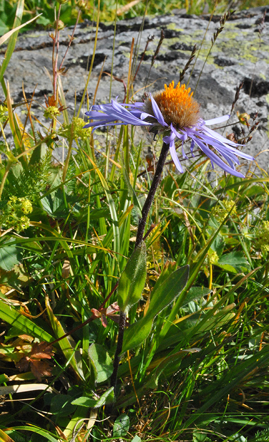 Image of Erigeron flaccidus specimen.