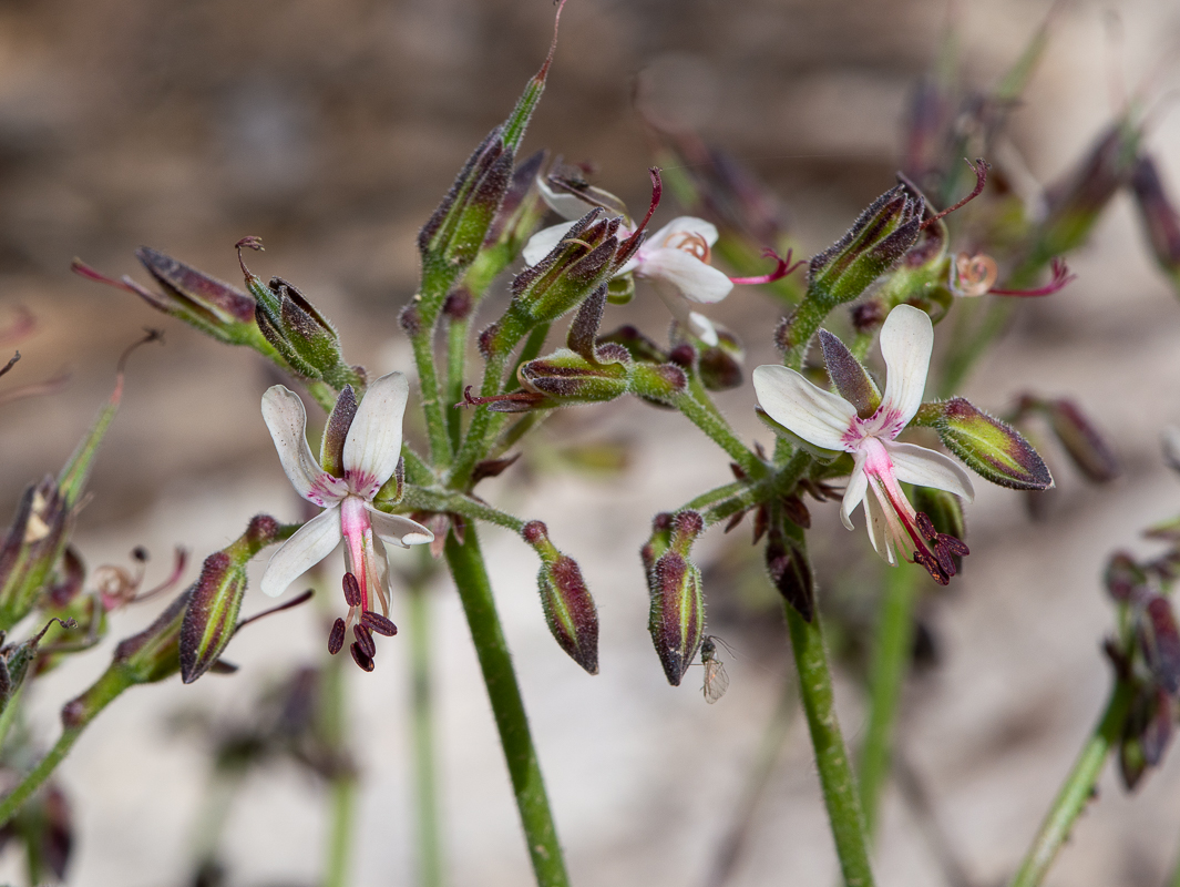 Изображение особи Pelargonium laxum.