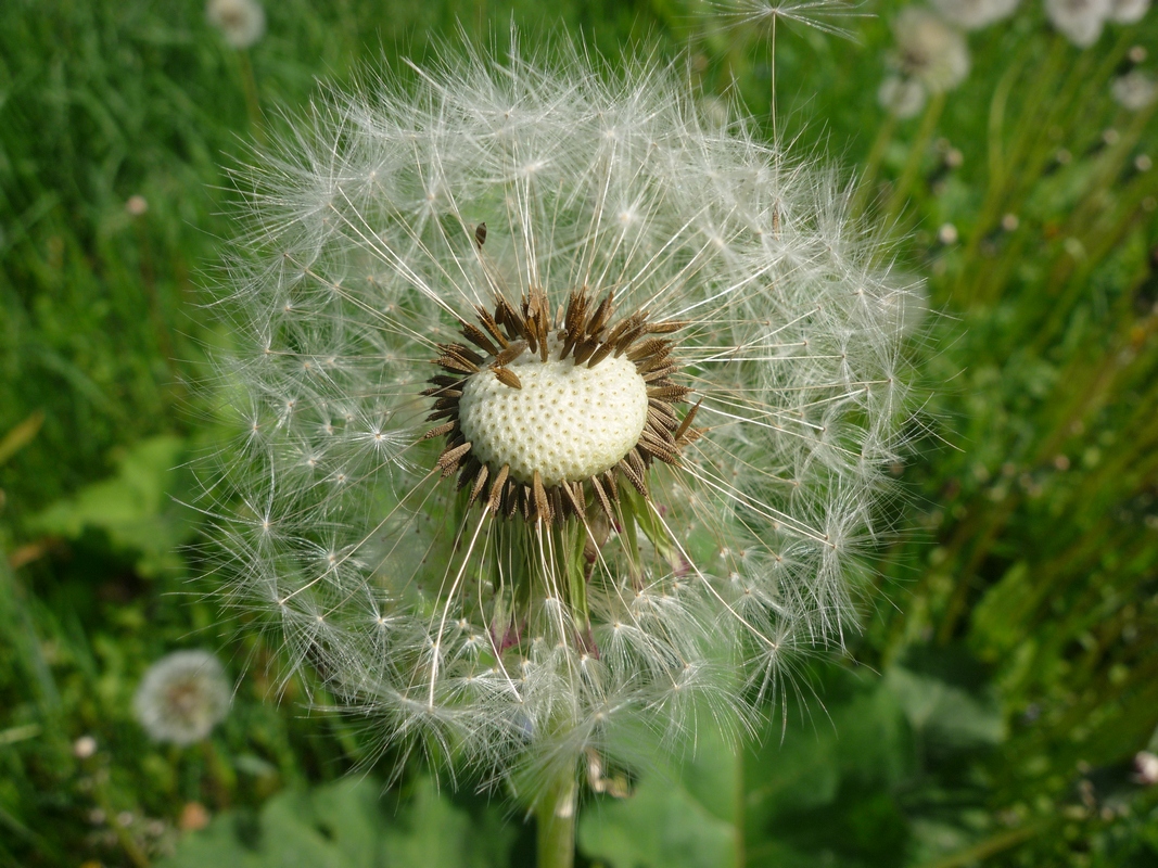 Изображение особи Taraxacum officinale.