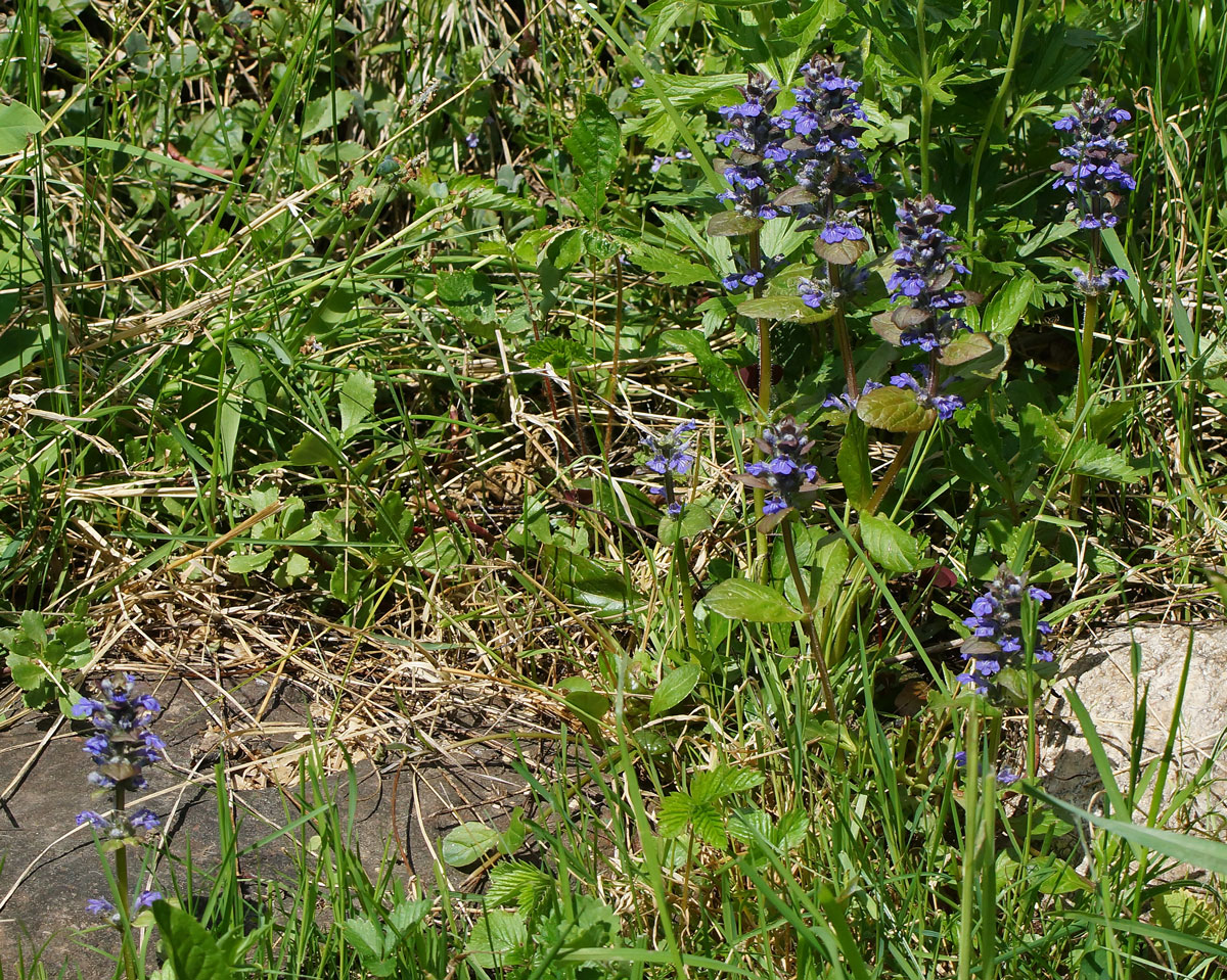 Image of Ajuga reptans specimen.