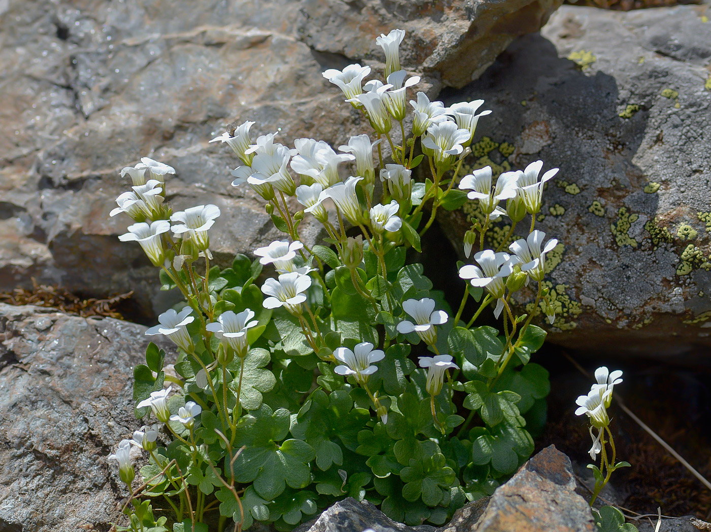 Изображение особи Saxifraga sibirica.