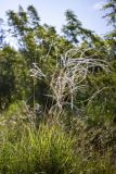 genus Stipa