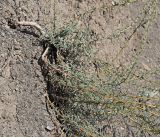 Bassia prostrata. Обнажившаяся часть стержневого корня, одревесневшие прикорневые многолетние побеги и отходящие однолетние побеги. Республика Крым, Алуштинский р-н, окр. с. Малореченское, оползень на береговом склоне. 31.08.2021.