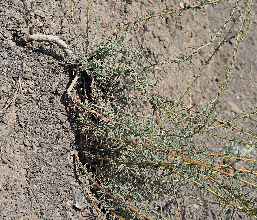 Image of Bassia prostrata specimen.