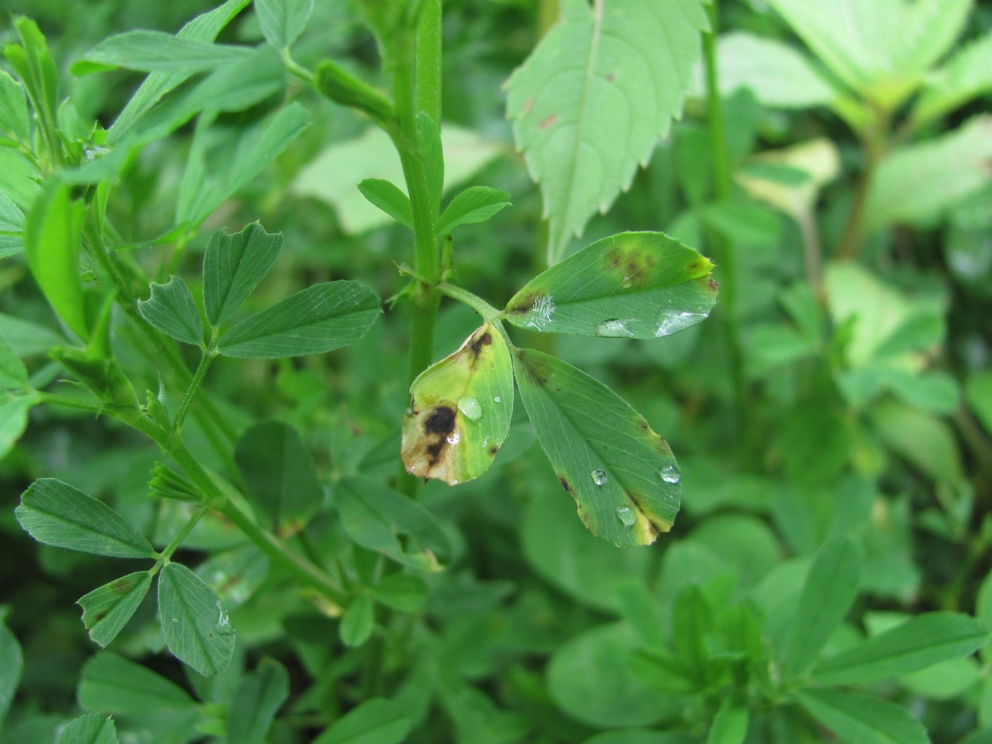 Image of Medicago × varia specimen.