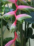 Heliconia chartacea