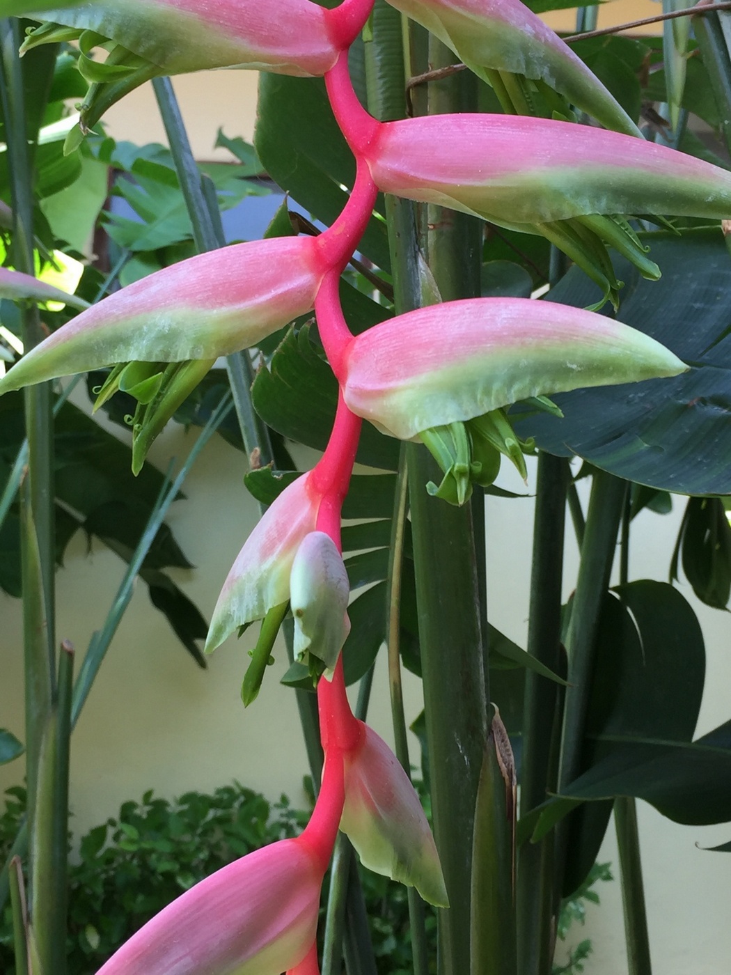 Image of Heliconia chartacea specimen.