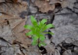 Galium odoratum
