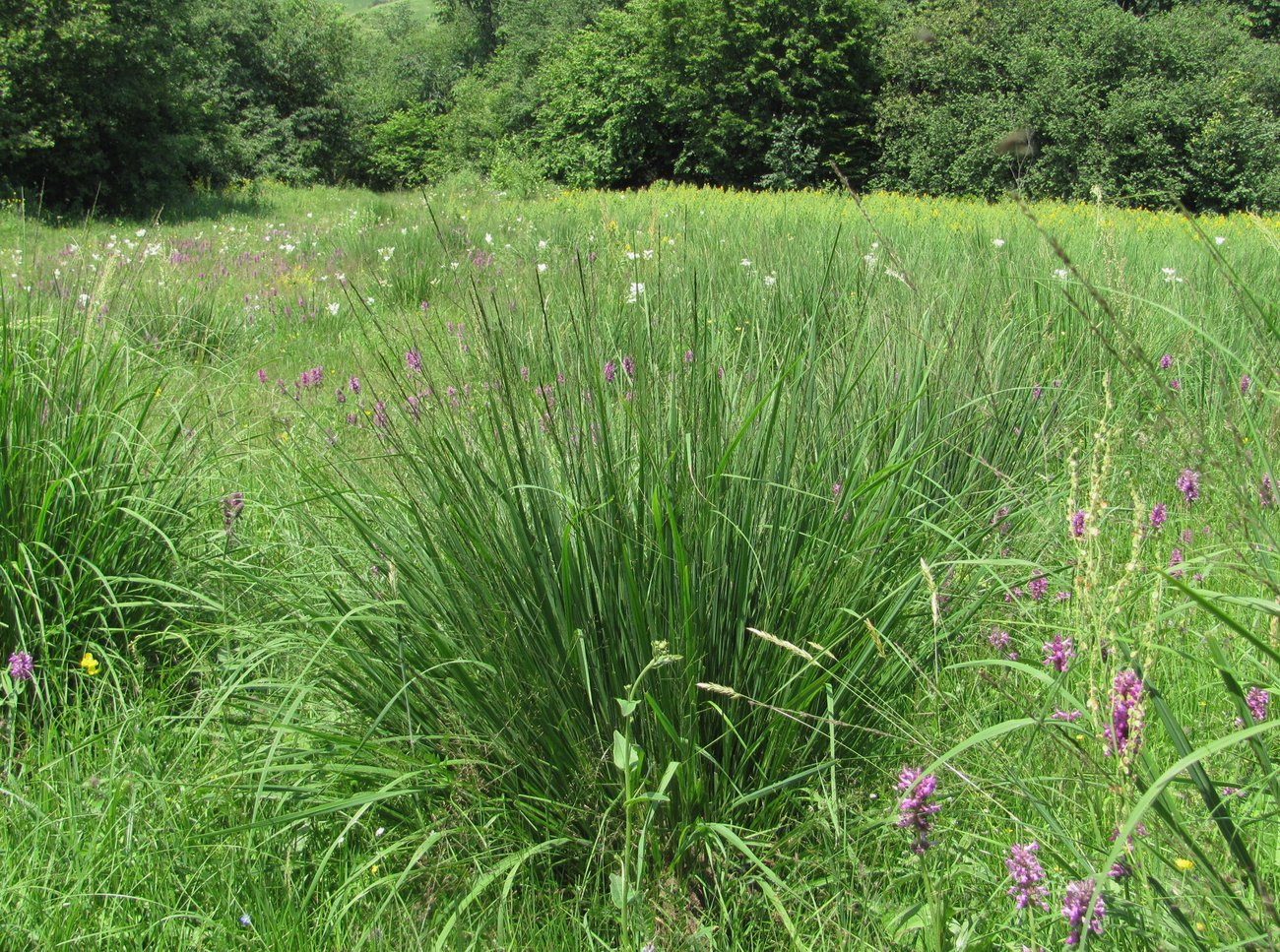 Image of Molinia caerulea specimen.