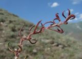 род Polygonum