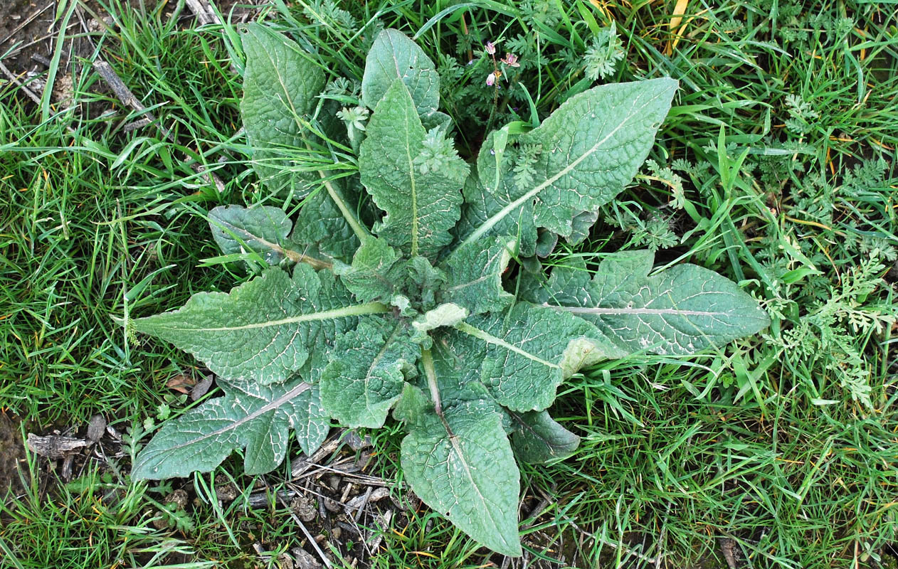 Изображение особи Centaurea iberica.