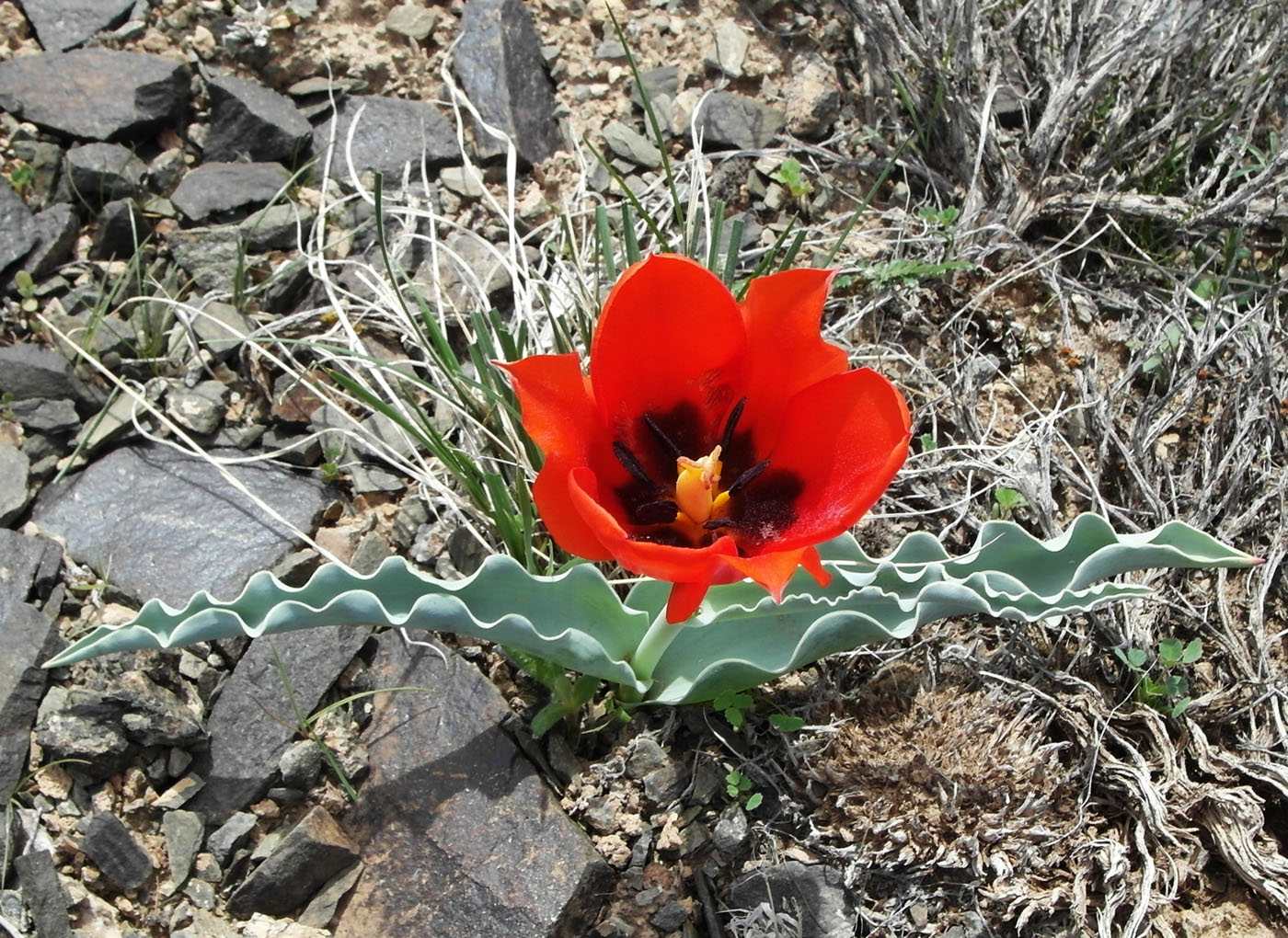 Изображение особи Tulipa alberti.