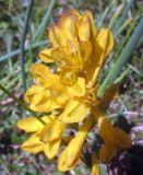 Corydalis gortschakovii