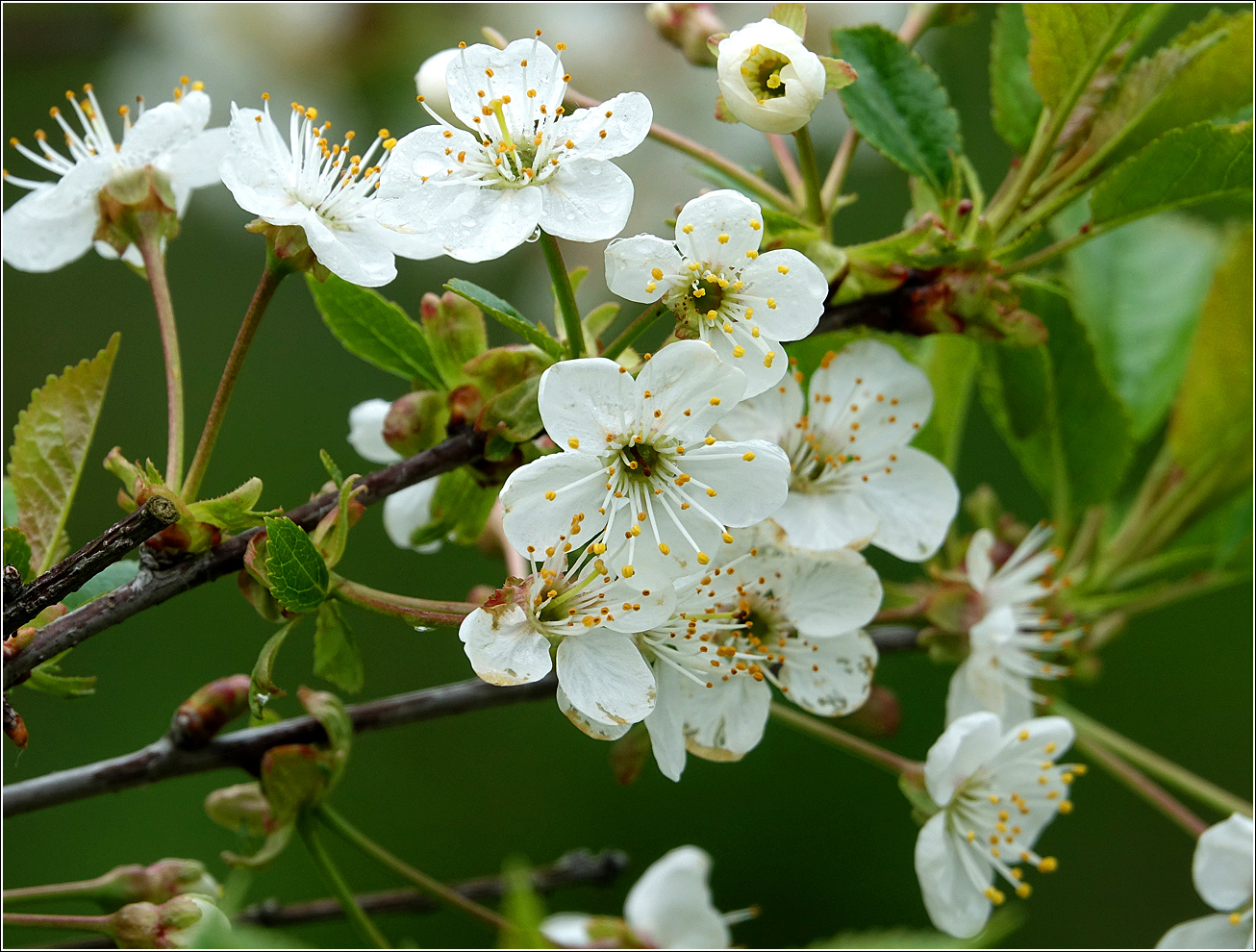 Изображение особи Cerasus vulgaris.