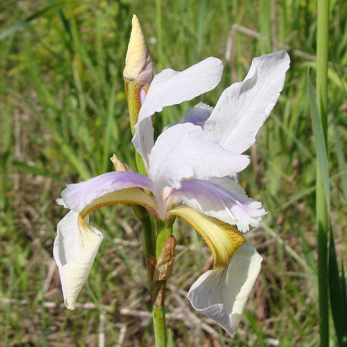 Изображение особи Iris sanguinea.