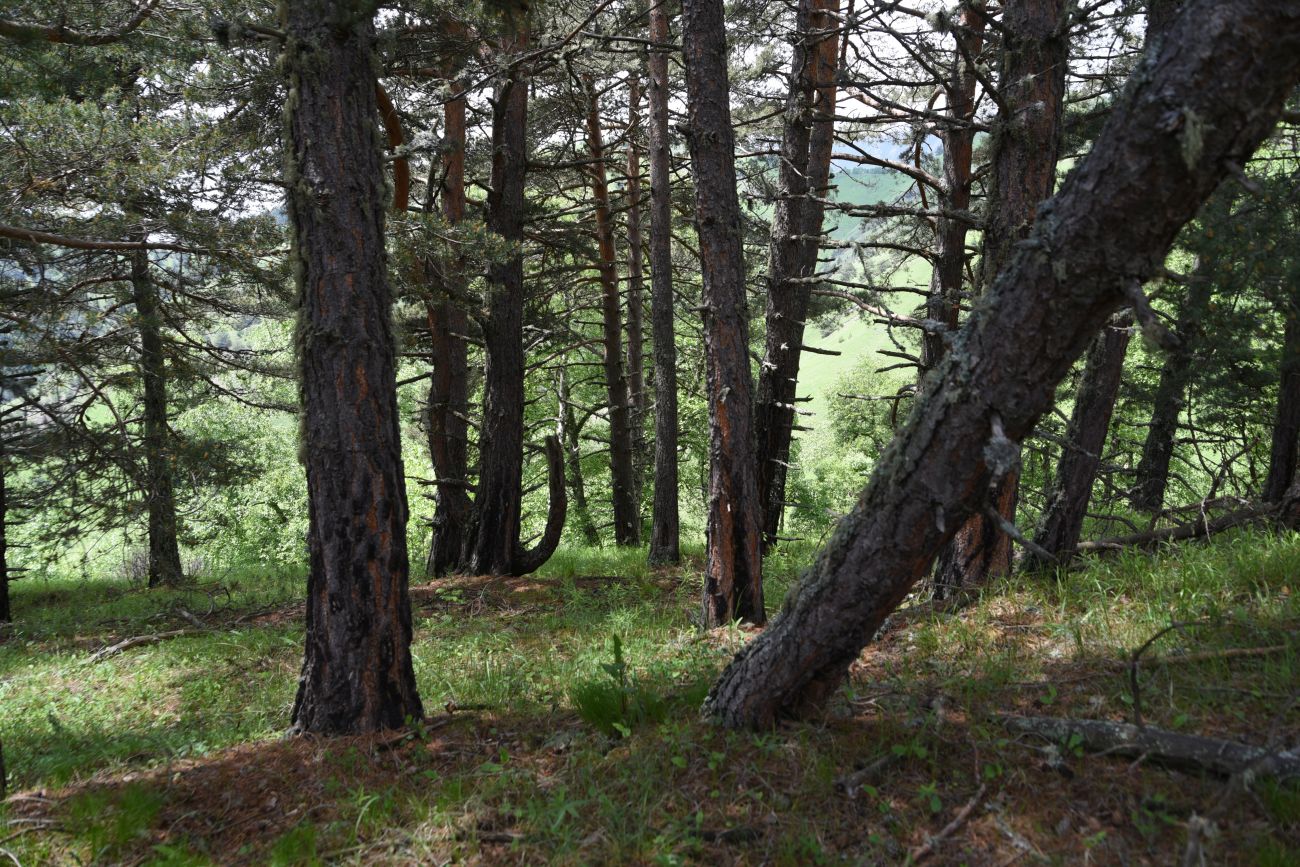 Изображение особи Pinus sylvestris ssp. hamata.