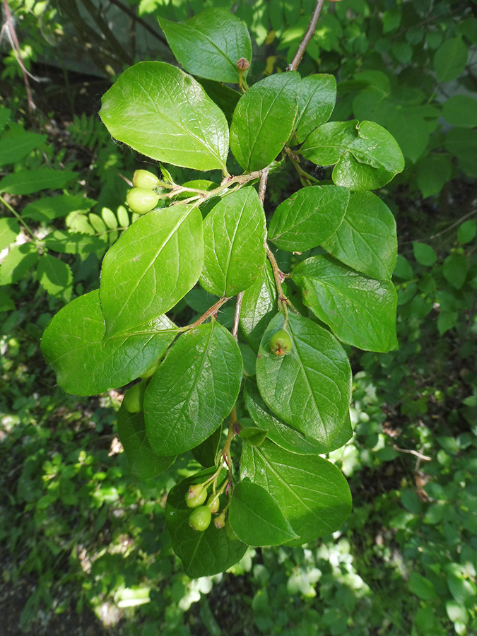 Image of Cotoneaster lucidus specimen.