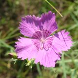 Dianthus chinensis