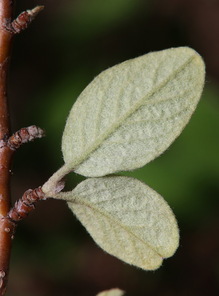 Image of Cotoneaster melanocarpus specimen.