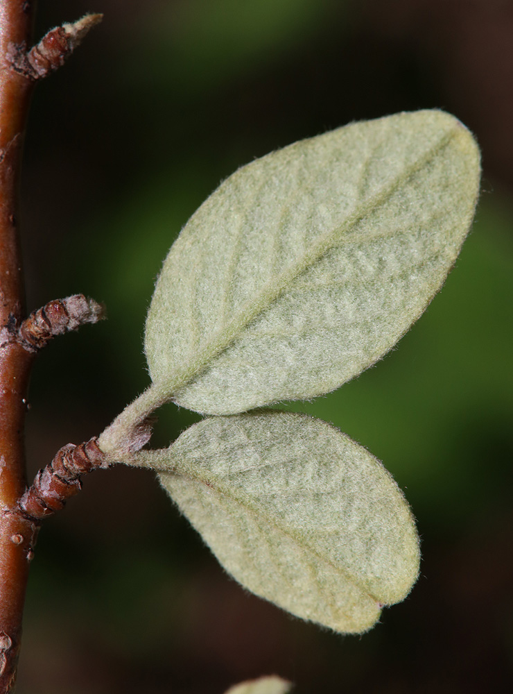 Изображение особи Cotoneaster melanocarpus.