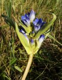 Gentiana decumbens