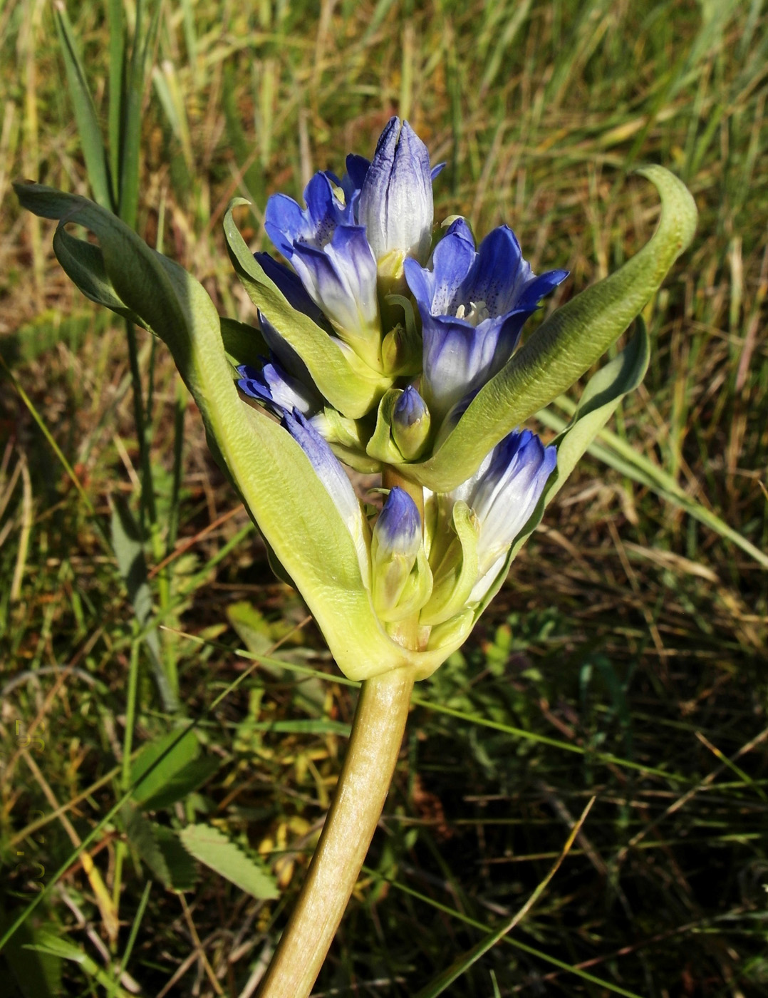 Изображение особи Gentiana decumbens.