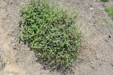 genus Scutellaria