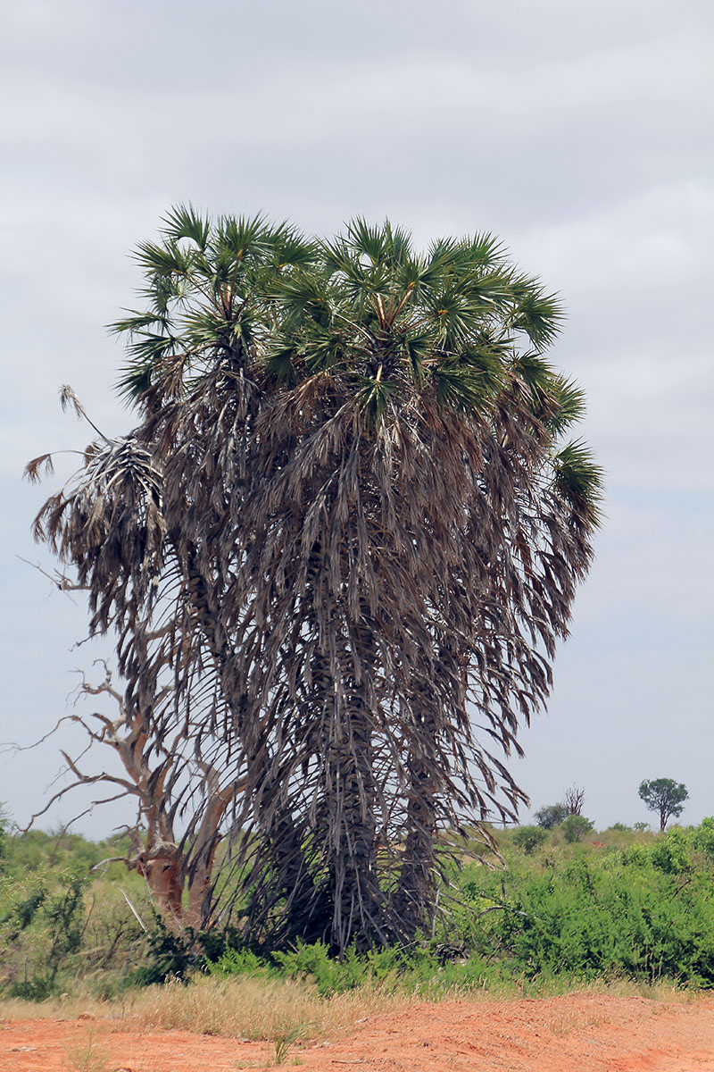 Изображение особи семейство Arecaceae.