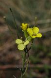 Image of taxon representative. Author is Владимир Эпиктетов