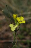 Erysimum canescens