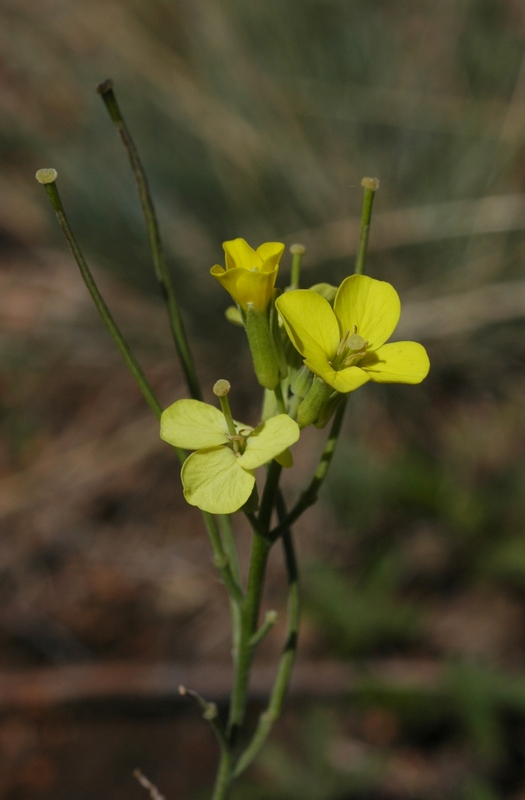 Изображение особи Erysimum canescens.