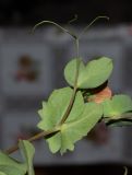 Image of taxon representative. Author is Татьяна Мальчинская