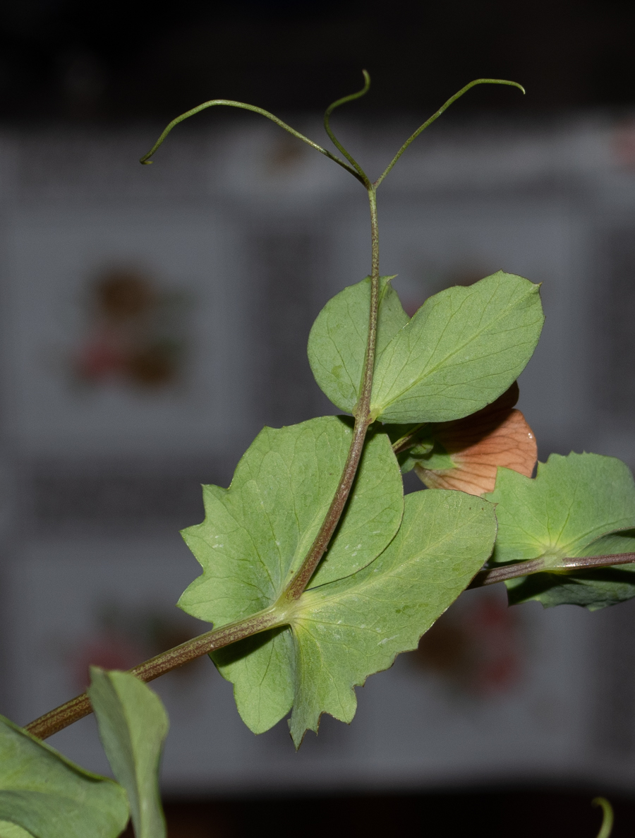 Image of Lathyrus fulvus specimen.