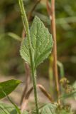 Hesperis voronovii