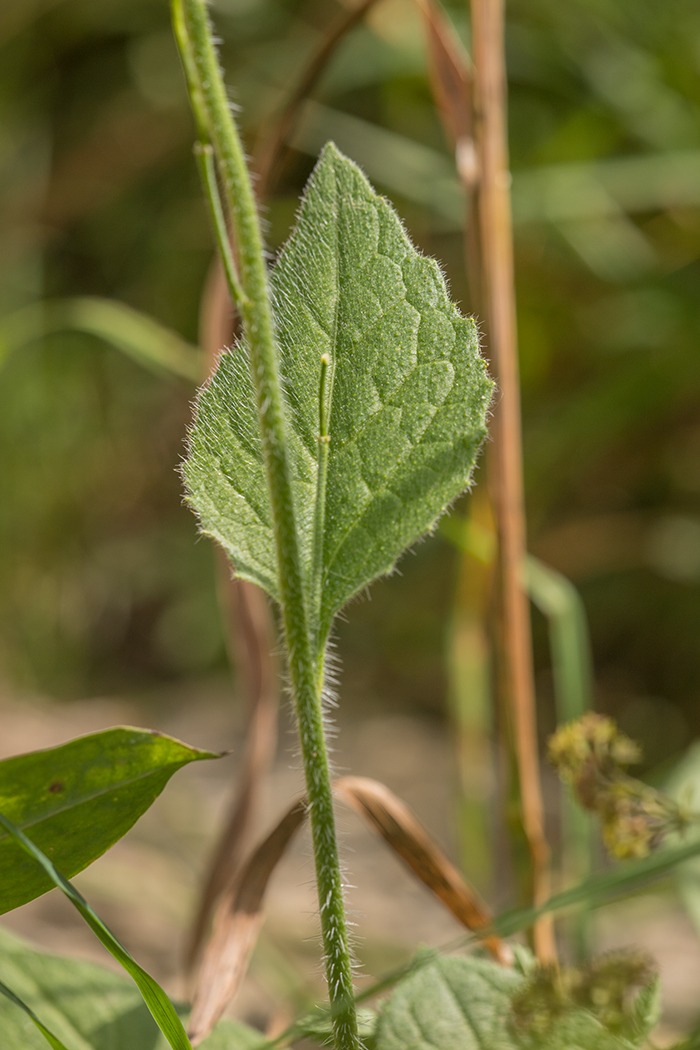 Image of Hesperis voronovii specimen.