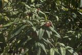 Viburnum rhytidophyllum