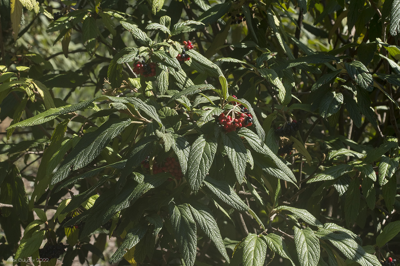 Image of Viburnum rhytidophyllum specimen.