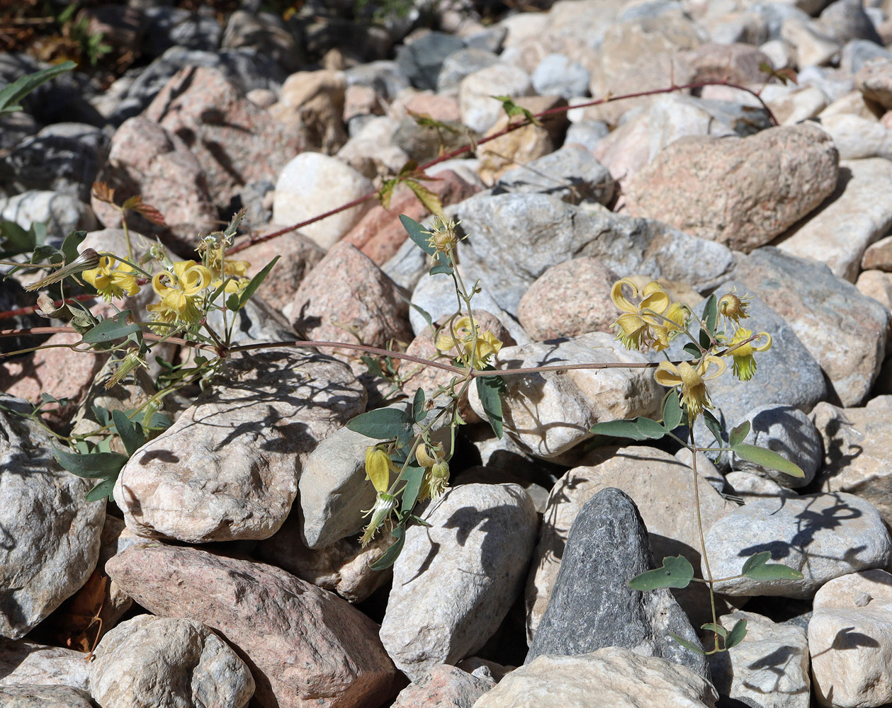 Image of Clematis orientalis specimen.