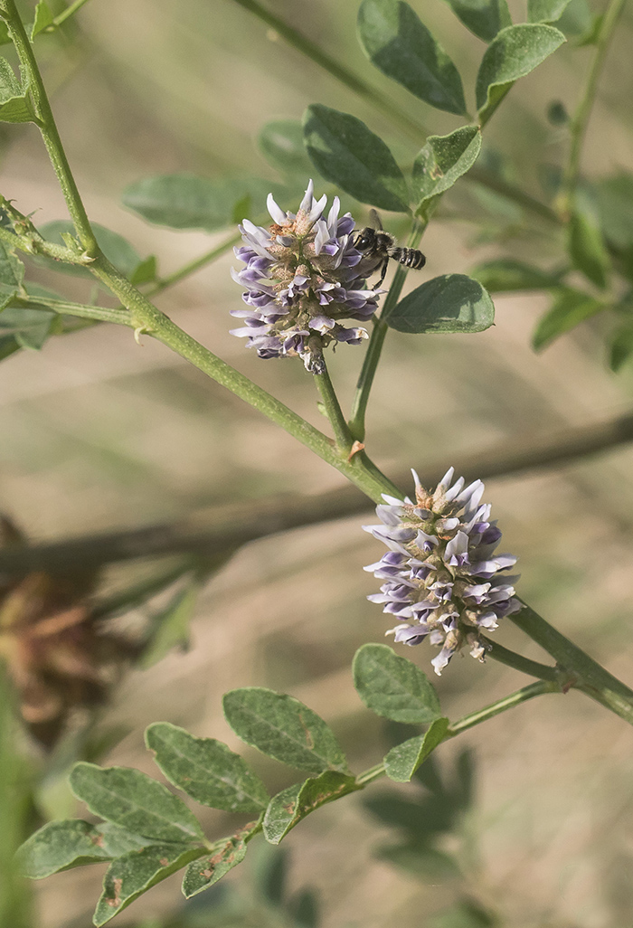 Изображение особи Glycyrrhiza echinata.