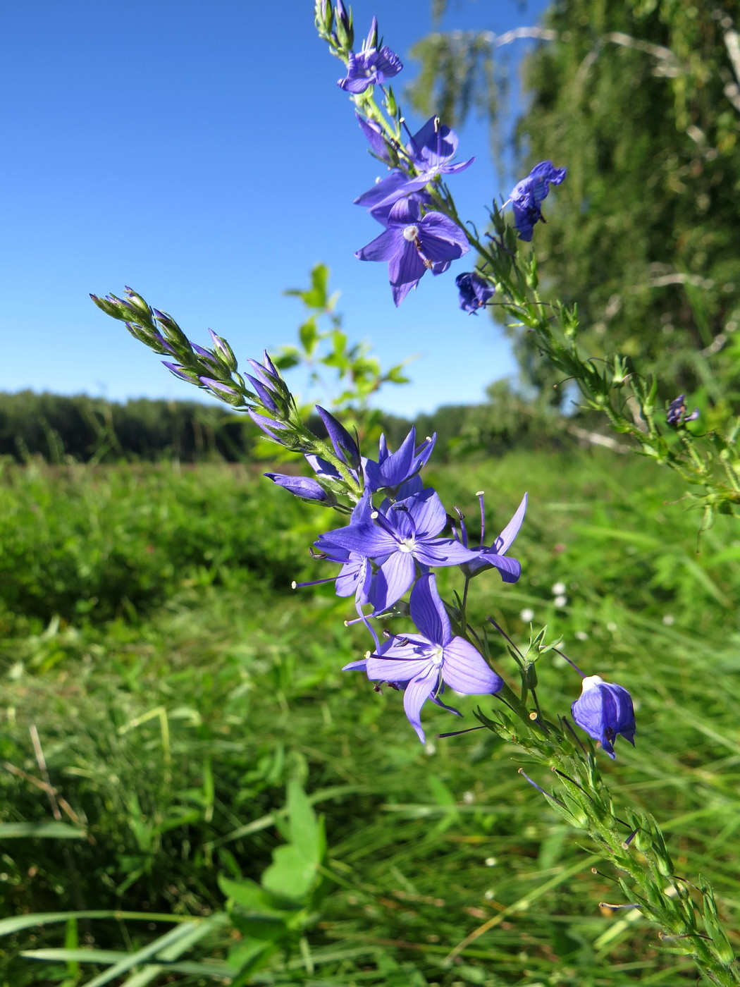 Image of Veronica teucrium specimen.