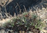 genus Acantholimon